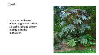 Cont..
• It cannot withstand
water logged contrition,
so well drainage system
maintain in the
plantation.
 
