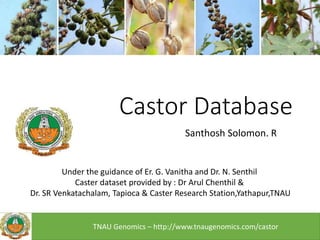 Castor Database
Santhosh Solomon. R
Under the guidance of Er. G. Vanitha and Dr. N. Senthil
Caster dataset provided by : Dr Arul Chenthil &
Dr. SR Venkatachalam, Tapioca & Caster Research Station,Yathapur,TNAU
TNAU Genomics – http://www.tnaugenomics.com/castor
 
