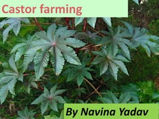 Castor farming
By Navina Yadav
 