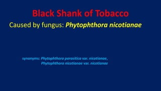 havelock tobacco tin Havelock Flake Cut Dark Tobacco Tin - Catalogue