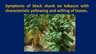 black shank of tobacco symptoms Shank Phytophthora blight of Caster and