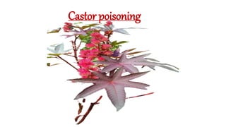 Castor poisoning
 