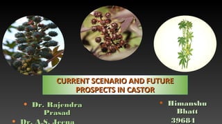 CURRENT SCENARIO AND FUTURECURRENT SCENARIO AND FUTURE
PROSPECTS IN CASTORPROSPECTS IN CASTOR
• Dr. RajendraDr. Rajendra
PrasadPrasad
• HimanshuHimanshu
BhattBhatt
3968439684
 