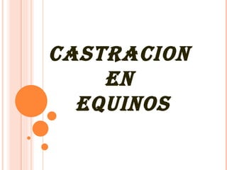 CASTRACION  EN  EQUINOS 