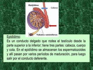 Epidídimo :  Es un conducto delgado que rodea el testículo desde la parte superior a la inferior; tiene tres partes: cabeza, cuerpo y cola. En el epidídimo se almacenan los espermatozoides y allí pasan por varios períodos de maduración, para luego salir por el conducto deferente. Cabeza Cola 