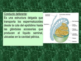 Conducto deferente :  Es una estructura delgada que transporta los espermatozoides desde la cola del epidídimo hasta las glándulas accesorias que producen el líquido seminal, ubicadas en la cavidad pélvica. 