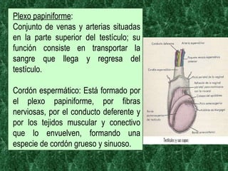 Plexo papiniforme :  Conjunto de venas y arterias situadas en la parte superior del testículo; su función consiste en transportar la sangre que llega y regresa del testículo.  Cordón espermático: Está formado por el plexo papiniforme, por fibras nerviosas, por el conducto deferente y por los tejidos muscular y conectivo que lo envuelven, formando una especie de cordón grueso y sinuoso.  
