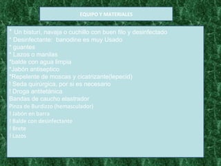 *  Un bisturí, navaja o cuchillo con buen filo y desinfectado * Desinfectante:  banodine es muy Usado * guantes * Lazos o manilas *balde con agua limpia *Jabón antiseptico *Repelente de moscas y cicatrizante(lepecid) ! Seda quirúrgica, por si es necesario ! Droga antitetánica Bandas de caucho elastrador Pinza de Burdizzo (hemasculador) ! Jabón en barra ! Balde con desinfectante ! Brete ! Lazos EQUIPO Y MATERIALES 