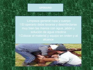 OPERARIO Limpieza general ropa y cuerpo ! El operario debe lavarse y desinfectarse muy bien las manos con agua, jabón y solución de agua creolina ! Colocar el material y equipo en orden y al alcance 