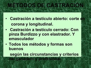 MÉTODOS DE CASTRACIÓN Castración a testículo abierto: corte en corona y longitudinal. Castración a testículo cerrado: Con  pinza Burdizzo y con elastrador. Y emasculador Todos los métodos y formas son buenos según las circunstancias y criterios del ganadero y profesional. 