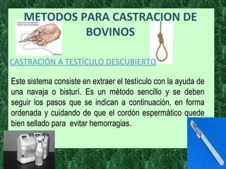 METODOS PARA CASTRACION DE BOVINOS CASTRACIÓN A TESTÍCULO DESCUBIERTO Este sistema consiste en extraer el testículo con la ayuda de una navaja o bisturí. Es un método sencillo y se deben seguir los pasos que se indican a continuación, en forma ordenada y cuidando de que el cordón espermático quede bien sellado para  evitar hemorragias. 