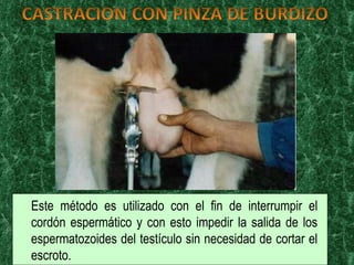 Este método es utilizado con el fin de interrumpir el cordón espermático y con esto impedir la salida de los espermatozoides del testículo sin necesidad de cortar el escroto.  
