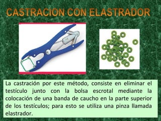 La castración por este método, consiste en eliminar el testículo junto con la bolsa escrotal mediante la colocación de una banda de caucho en la parte superior de los testículos; para esto se utiliza una pinza llamada elastrador. 