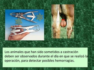 Los animales que han sido sometidos a castración deben ser observados durante el día en que se realizó la operación, para detectar posibles hemorragias.  