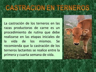 La castración de los terneros en las razas productoras de carne es un procedimiento de rutina que debe realizarse en las etapas iniciales de la vida de los mismos. Se recomienda que la castración de los terneros lactantes se realice entre la primera y cuarta semana de vida.  