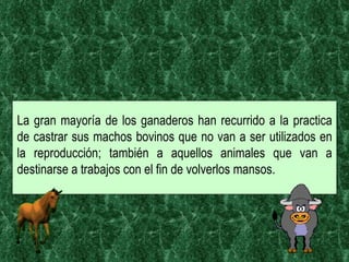 La gran mayoría de los ganaderos han recurrido a la practica de castrar sus machos bovinos que no van a ser utilizados en la reproducción; también a aquellos animales que van a destinarse a trabajos con el fin de volverlos mansos. 