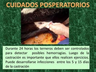 Durante 24 horas los terneros deben ser controlados para detectar  posibles hemorragias. Luego de la castración es importante que ellos realicen ejercicios. Puede desarrollarse infecciones  entre los 5 y 15 días de la castración 