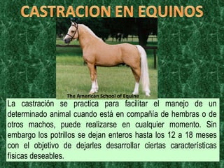La castración se practica para facilitar el manejo de un determinado animal cuando está en compañía de hembras o de otros machos, puede realizarse en cualquier momento. Sin embargo los potrillos se dejan enteros hasta los 12 a 18 meses con el objetivo de dejarles desarrollar ciertas características físicas deseables.  The American School of Equine 