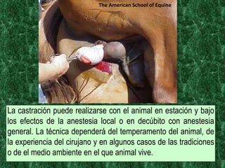 La castración puede realizarse con el animal en estación y bajo los efectos de la anestesia local o en decúbito con anestesia general. La técnica dependerá del temperamento del animal, de la experiencia del cirujano y en algunos casos de las tradiciones o de el medio ambiente en el que animal vive. The American School of Equine 
