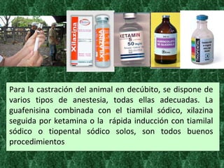 Para la castración del animal en decúbito, se dispone de varios tipos de anestesia, todas ellas adecuadas. La guafenisina combinada con el tiamilal sódico, xilazina seguida por ketamina o la  rápida inducción con tiamilal sódico o tiopental sódico solos, son todos buenos procedimientos  
