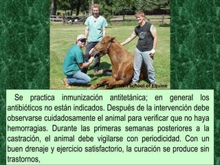 The American School of Equine Se practica inmunización antitetánica; en general los antibióticos no están indicados. Después de la intervención debe observarse cuidadosamente el animal para verificar que no haya hemorragias. Durante las primeras semanas posteriores a la castración, el animal debe vigilarse con periodicidad. Con un buen drenaje y ejercicio satisfactorio, la curación se produce sin trastornos,  