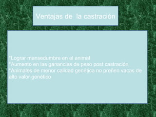 Ventajas de  la castración *Lograr mansedumbre en el animal *Aumento en las ganancias de peso post castración *Animales de menor calidad genética no preñen vacas de alto valor genético 