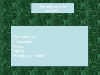 Desventajas de la castración *Hemorragias  *Infecciones *Miasis *Stress *Manejo y personal 