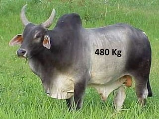 480 Kg 