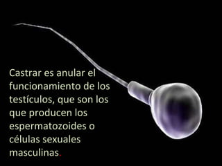 Castrar   es anular el funcionamiento de los testículos, que son los que producen los espermatozoides o células sexuales masculinas .  
