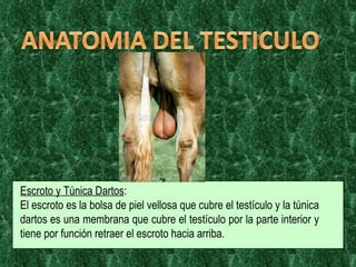 Escroto y Túnica Dartos :  El escroto es la bolsa de piel vellosa que cubre el testículo y la túnica dartos es una membrana que cubre el testículo por la parte interior y tiene por función retraer el escroto hacia arriba. 