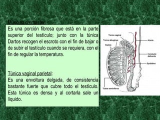 Músculo cremaster :  Es una porción fibrosa que está en la parte superior del testículo; junto con la túnica Dartos recogen el escroto con el fin de bajar o de subir el testículo cuando se requiera, con el fin de regular la temperatura. Túnica vaginal parietal :  Es una envoltura delgada, de consistencia bastante fuerte que cubre todo el testículo. Esta túnica es densa y al cortarla sale un líquido. 