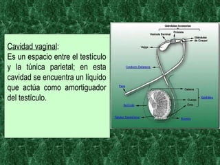 Cavidad vaginal :  Es un espacio entre el testículo y la túnica parietal; en esta cavidad se encuentra un líquido que actúa como amortiguador del testículo. 