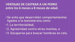 VENTAJAS DE CASTRAR A UN PERRO
entre los 6 meses a 8 meses de edad.
•Se evita que desarrollen comportamientos
ligados a la testosterona como:
•1. La territorialidad,
•2. Agresividad contra otros machos, o
•3. Escaparse para buscar hembras en celo.
 
