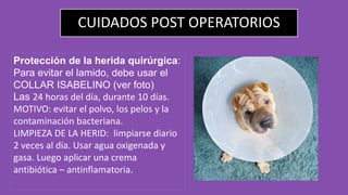 CUIDADOS POST OPERATORIOS
Protección de la herida quirúrgica:
Para evitar el lamido, debe usar el
COLLAR ISABELINO (ver foto)
Las 24 horas del día, durante 10 días.
MOTIVO: evitar el polvo, los pelos y la
contaminación bacteriana.
LIMPIEZA DE LA HERID: limpiarse diario
2 veces al día. Usar agua oxigenada y
gasa. Luego aplicar una crema
antibiótica – antinflamatoria.
 