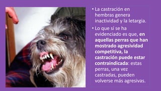• La castración en
hembras genera
inactividad y la letargia.
• Lo que sí se ha
evidenciado es que, en
aquellas perras que han
mostrado agresividad
competitiva, la
castración puede estar
contraindicada: estas
perras, una vez
castradas, pueden
volverse más agresivas.
 