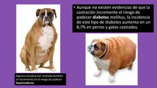 • Aunque no existen evidencias de que la
castración incremente el riesgo de
padecer diabetes mellitus, la incidencia
de este tipo de diabetes aumenta en un
8,7% en perros y gatos castrados.
Algunos estudios han revelado también
un incremento en el riesgo de padecer
hipotiroidismo.
 