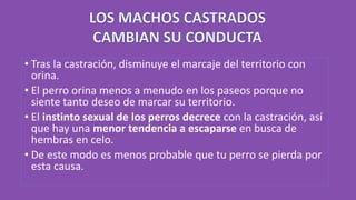 • Tras la castración, disminuye el marcaje del territorio con
orina.
• El perro orina menos a menudo en los paseos porque no
siente tanto deseo de marcar su territorio.
• El instinto sexual de los perros decrece con la castración, así
que hay una menor tendencia a escaparse en busca de
hembras en celo.
• De este modo es menos probable que tu perro se pierda por
esta causa.
 