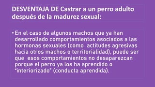 DESVENTAJA DE Castrar a un perro adulto
después de la madurez sexual:
•En el caso de algunos machos que ya han
desarrollado comportamientos asociados a las
hormonas sexuales (como actitudes agresivas
hacia otros machos o territorialidad), puede ser
que esos comportamientos no desaparezcan
porque el perro ya los ha aprendido o
“interiorizado” (conducta aprendida).
 