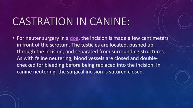 CASTRATION AND ITS TYPES IN VETERINARY ANIMALS | PPTX