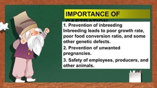 IMPORTANCE OF
CASTRATION
1. Prevention of inbreeding
Inbreeding leads to poor growth rate,
poor food conversion ratio, and some
other genetic defects.
2. Prevention of unwanted
pregnancies.
3. Safety of employees, producers, and
other animals.
 