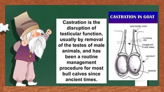 Castration is the
disruption of
testicular function,
usually by removal
of the testes of male
animals, and has
been a routine
management
procedure for most
bull calves since
ancient times.
 