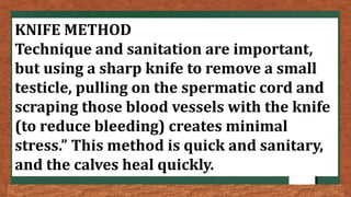 KNIFE METHOD
Technique and sanitation are important,
but using a sharp knife to remove a small
testicle, pulling on the spermatic cord and
scraping those blood vessels with the knife
(to reduce bleeding) creates minimal
stress.” This method is quick and sanitary,
and the calves heal quickly.
 