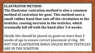 ELASTRATOR METHOD
The Elastrator castration method is also a common
method of castration for goat. This method uses a
small rubber band that cuts off the circulation to the
testicles, causing necrosis to the testicles, which
eventually fall off with the band after 3-6 weeks.
Ideally this should be placed on goats no more than 2
weeks of age to ensure correct placement of ring. DO
NOT USE ELASTRATOR RINGS UNLESS BOTH TESTICLES
ARE IN THE SCROTUM
 