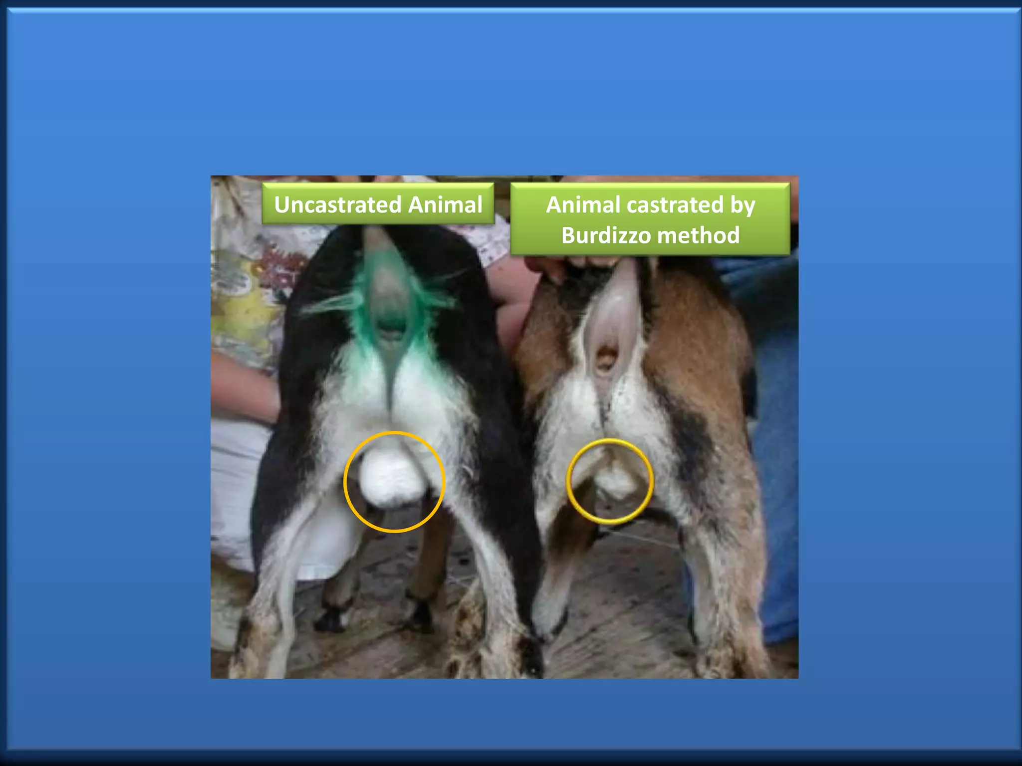 Farm Castrator Castration Procedure in Farm Animals (Teaching PPT Material) | PPTX