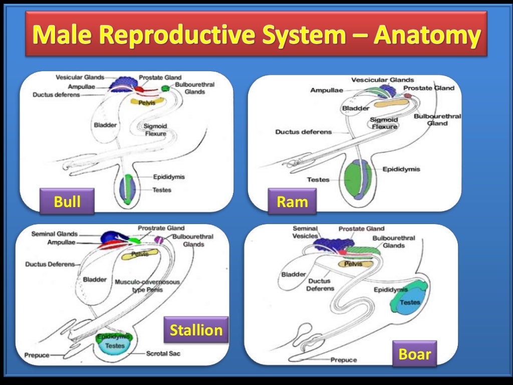 Castration Procedure in Farm Animals (Teaching PPT Material)