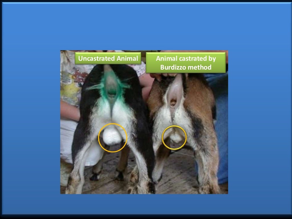Castration Procedure in Farm Animals (Teaching PPT Material)