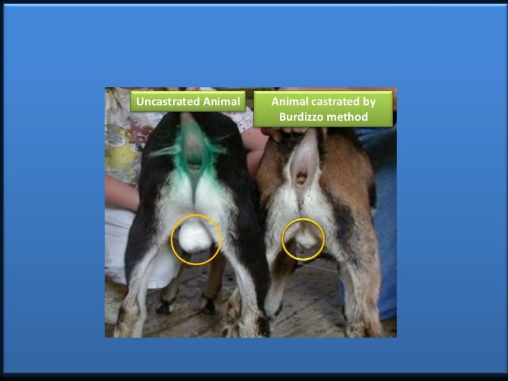 Castration Procedure in Farm Animals (Teaching PPT Material)