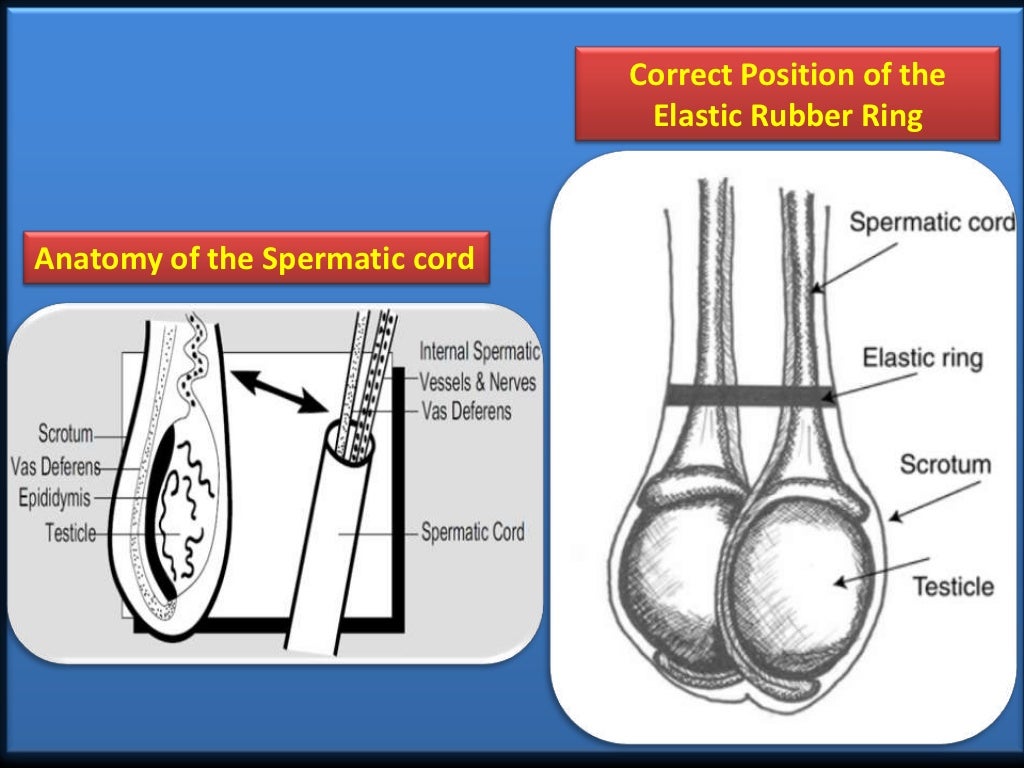 Castration Procedure in Farm Animals (Teaching PPT Material)