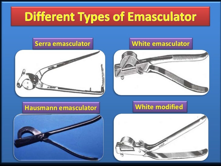 Castration Procedure in Farm Animals (Teaching PPT Material)