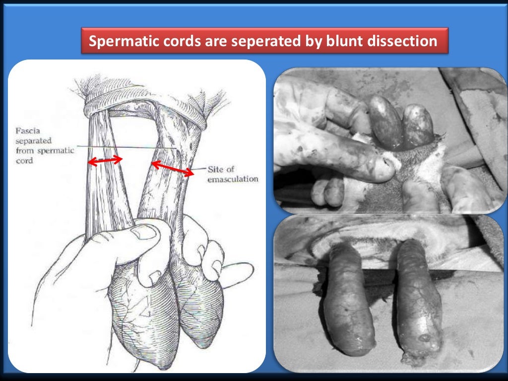Castration Procedure in Farm Animals (Teaching PPT Material)